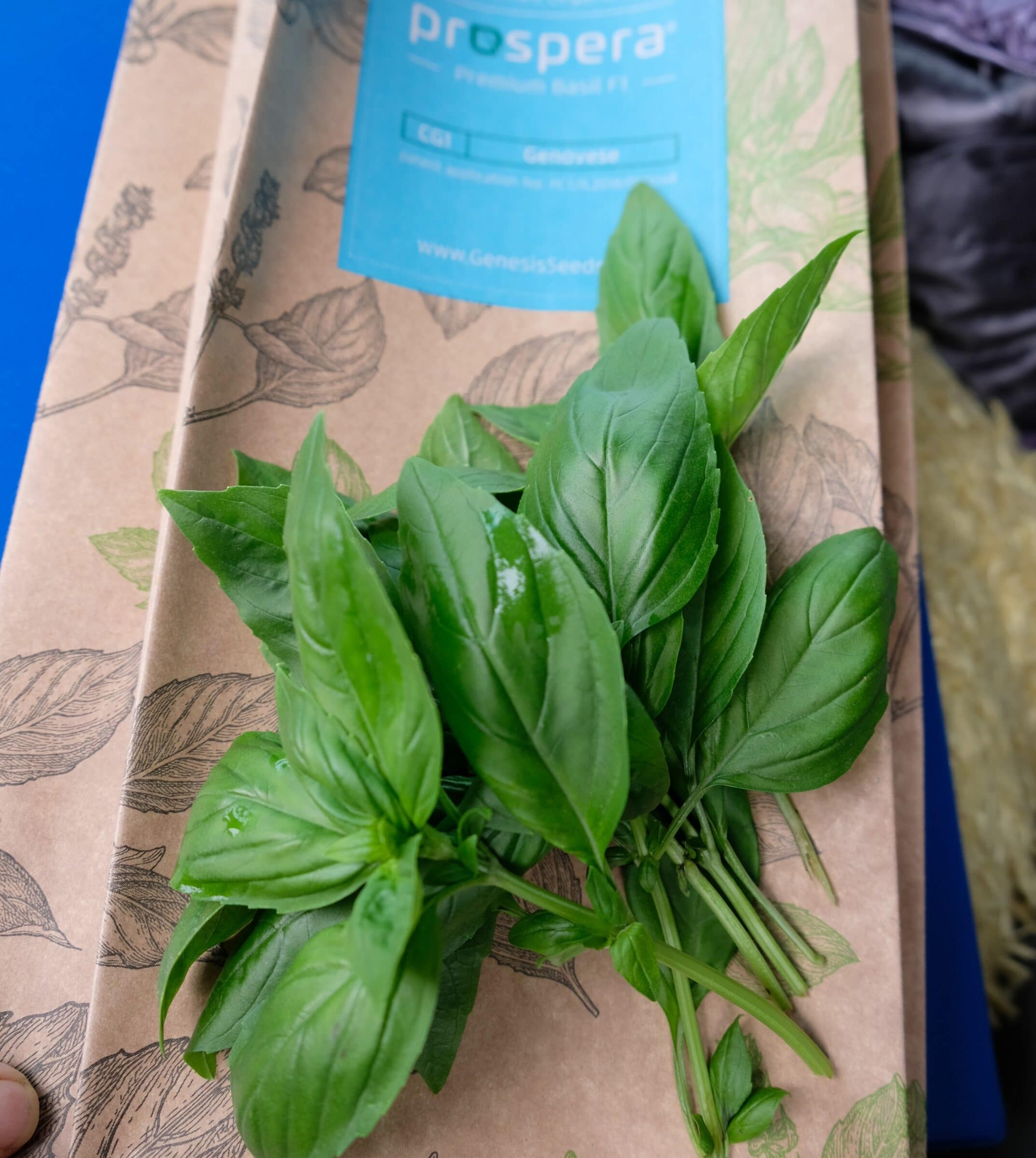 Basil PROSPERA CG1 (Organic) - Image 2