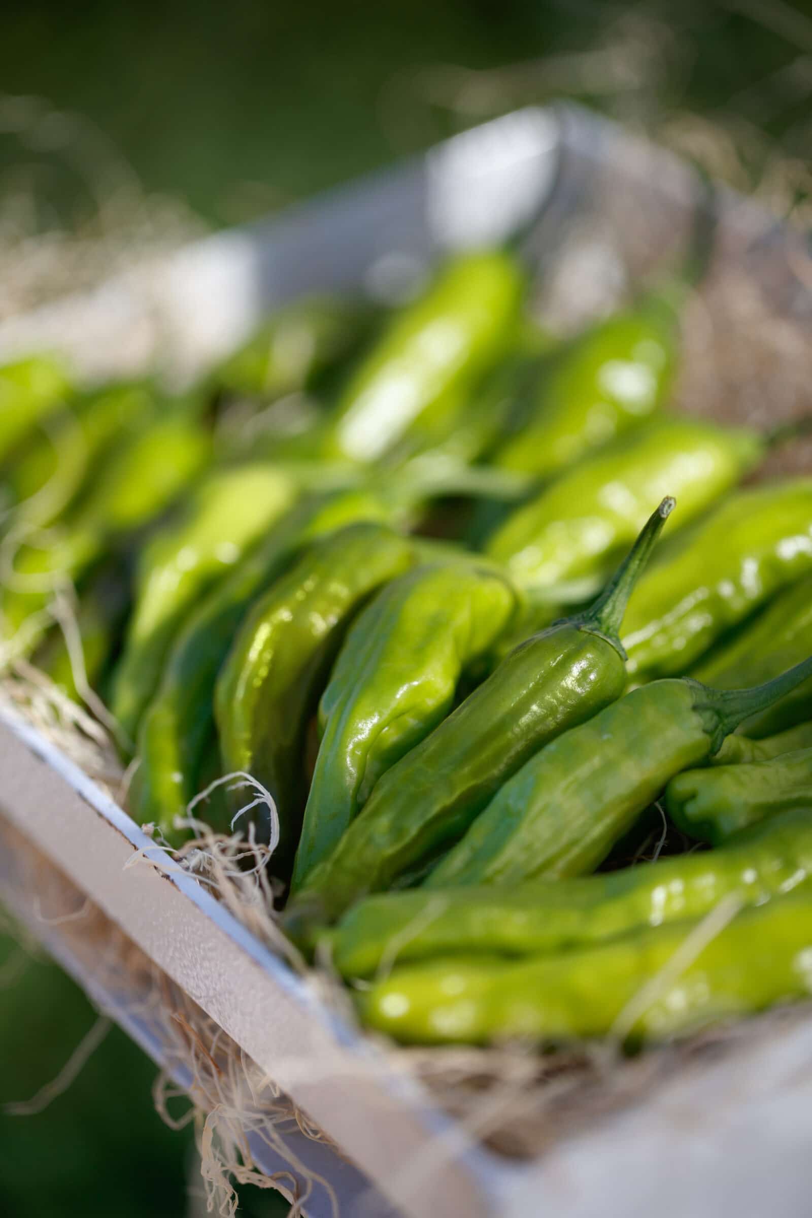 Takara Sweet Pepper (Not Treated) - Image 4