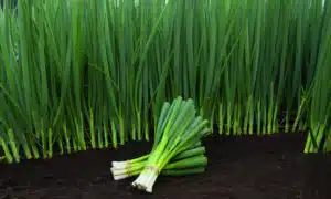 Performer Bunching Onion (Treated Seed)