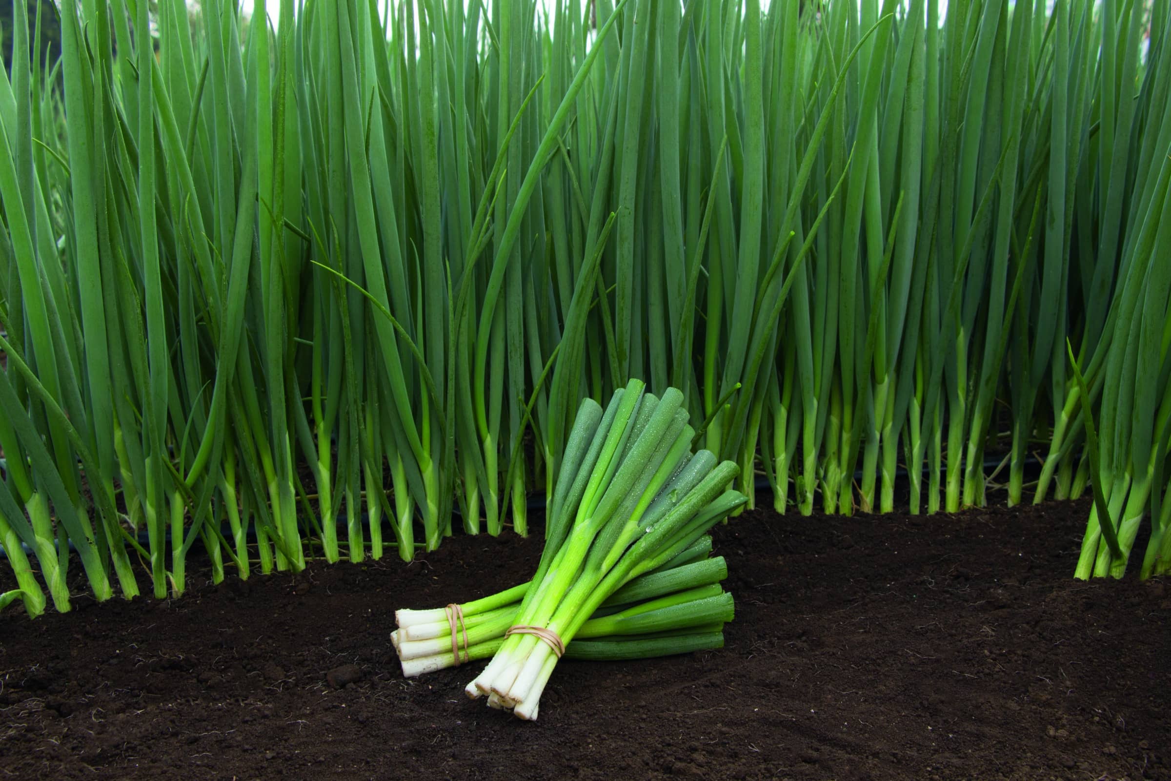 Performer Bunching Onion (Treated Seed)