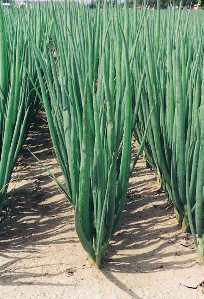 Performer Bunching Onion (Treated Seed) - Image 2