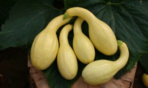 Prelude II Squash (Farmore)