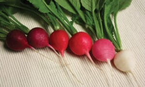 Easter Egg II Radish (Not Treated)