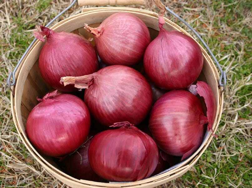 Red Bull (Treated Seed) - Image 3