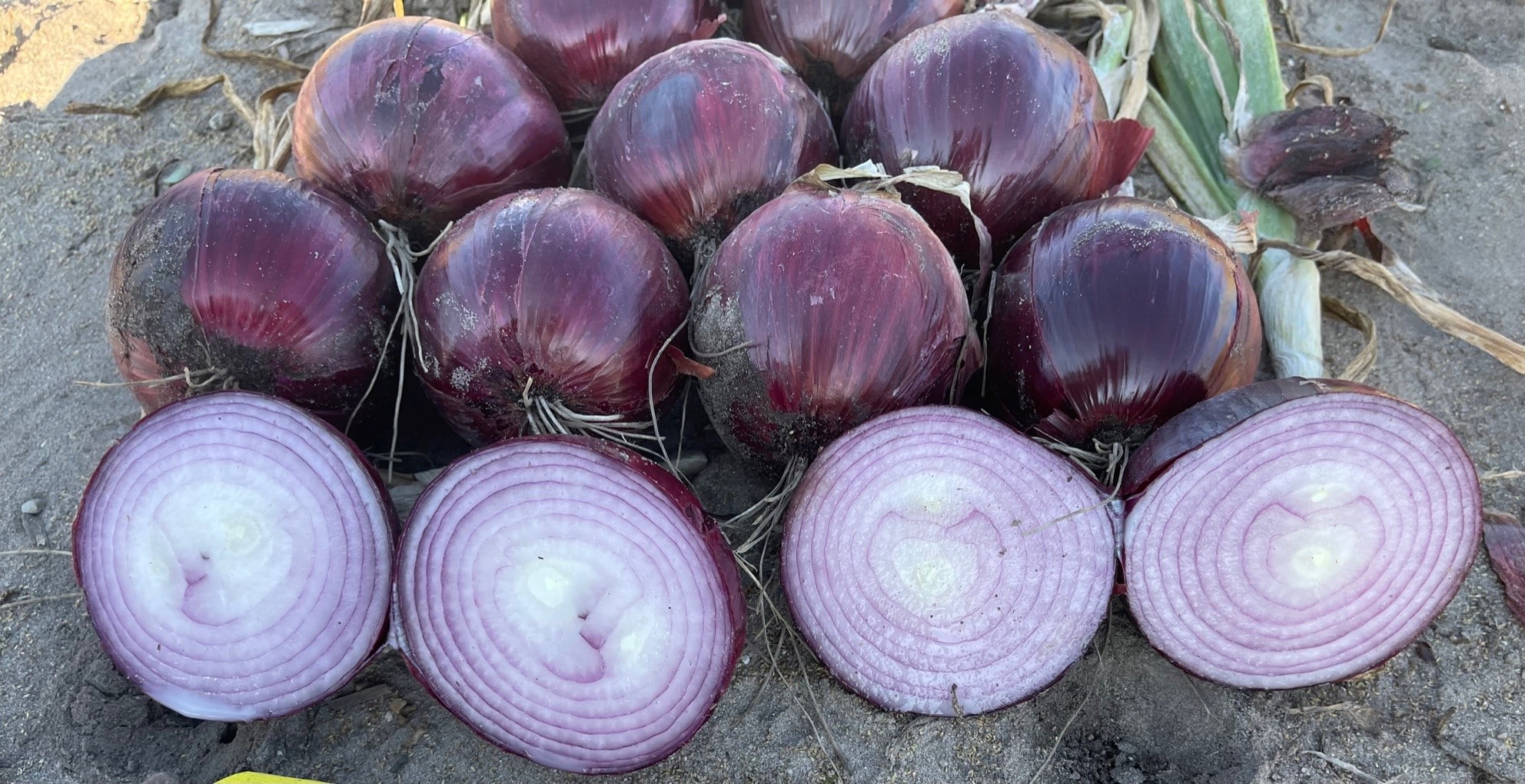 Red Mountain Onion (Pelleted)