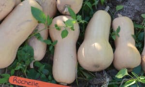Rochelle Squash (Farmore)