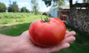 Sunfresh Tomato (Organic)