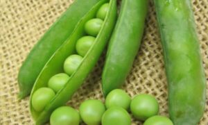 SV0935QF Peas (Treated Seed)