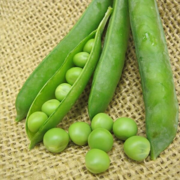 SV0935QF Peas (Treated Seed)