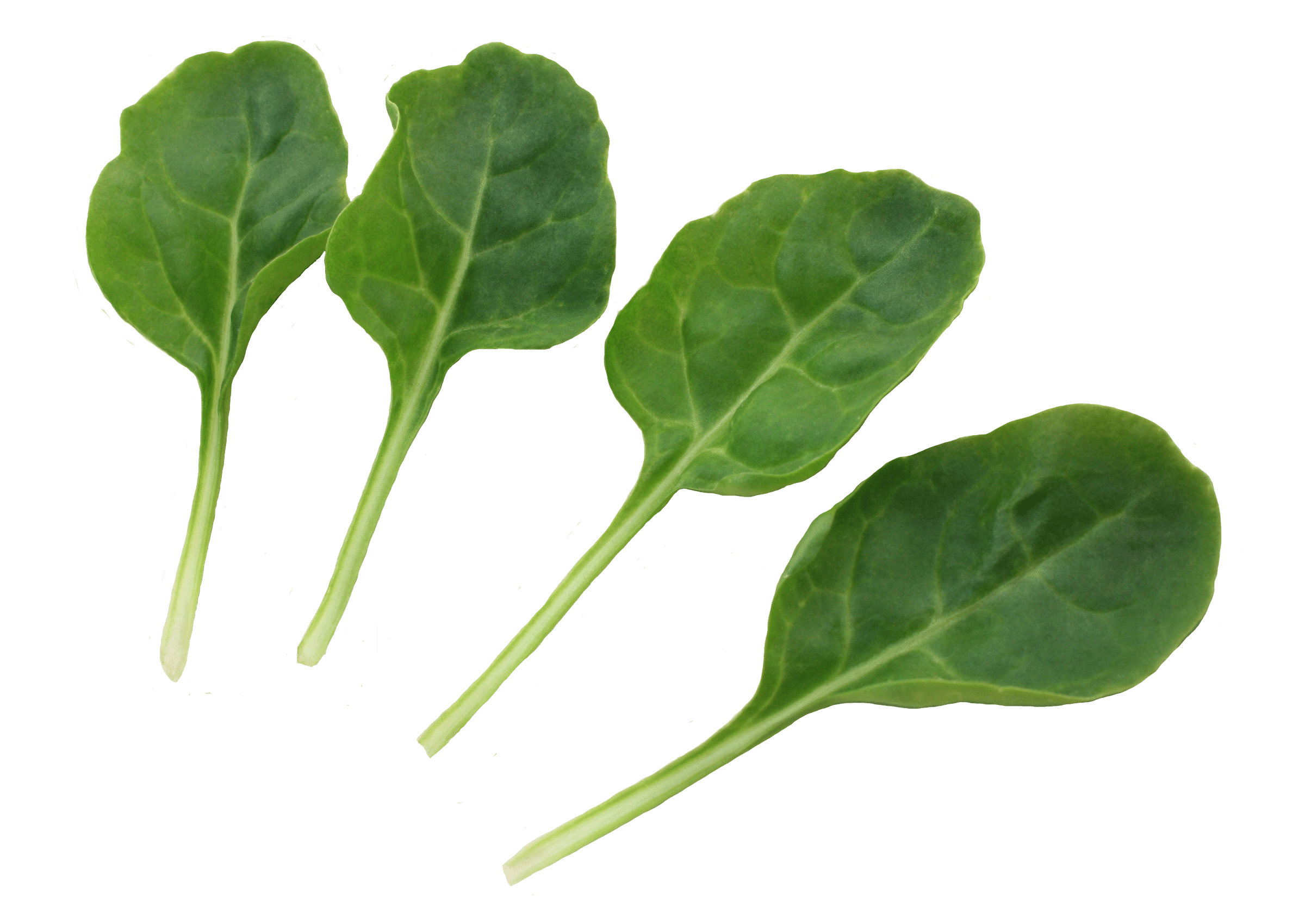Silverado Swiss Chard (Not Treated) - Image 2