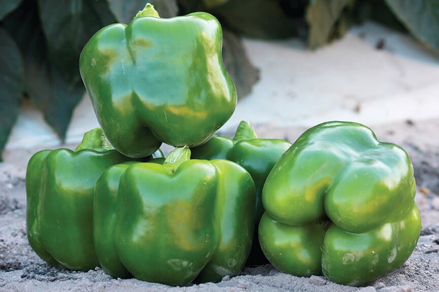 Skyhawk Bell Pepper (Treated Seed)