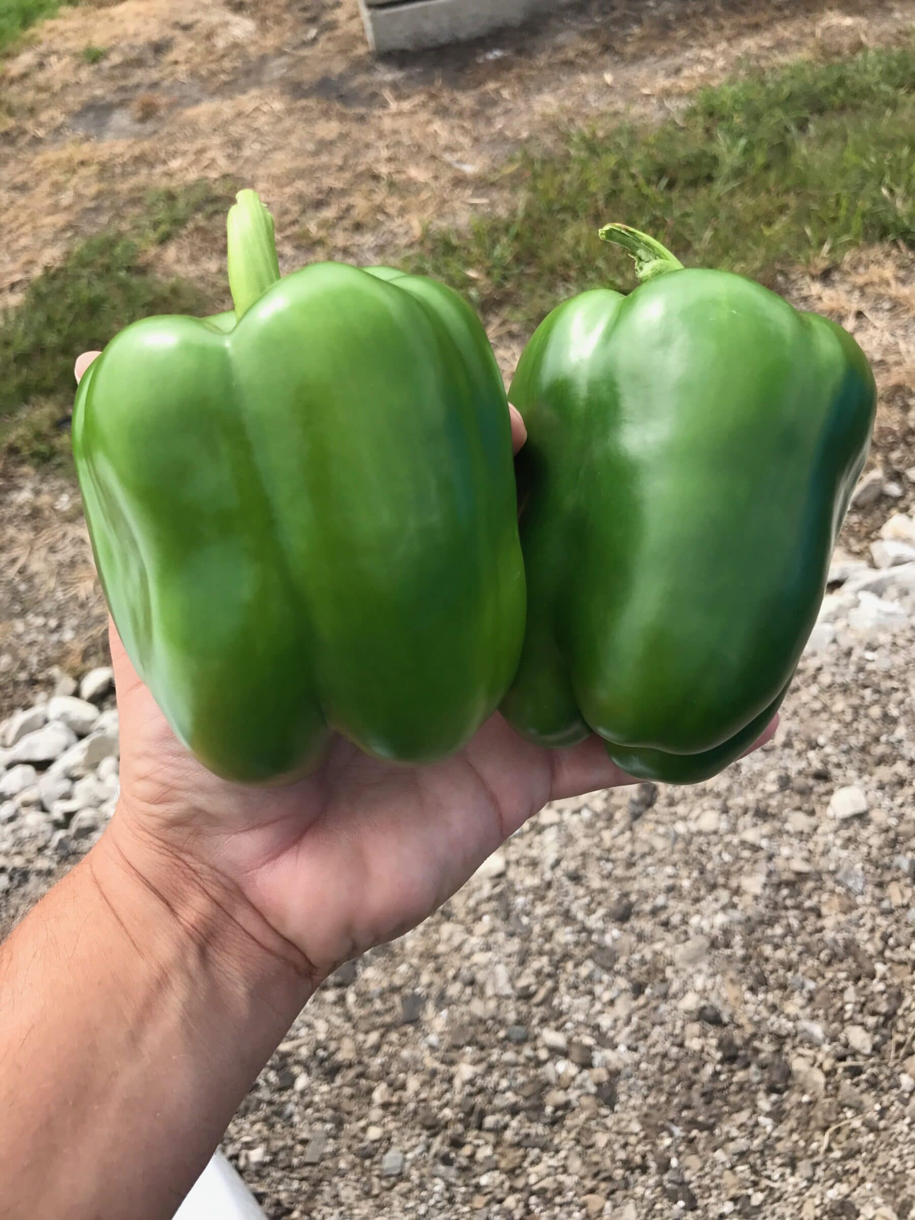 Skyhawk Bell Pepper (Treated Seed) - Image 2