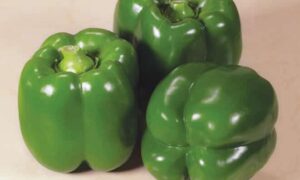 Standout Bell Pepper (Treated Seed)
