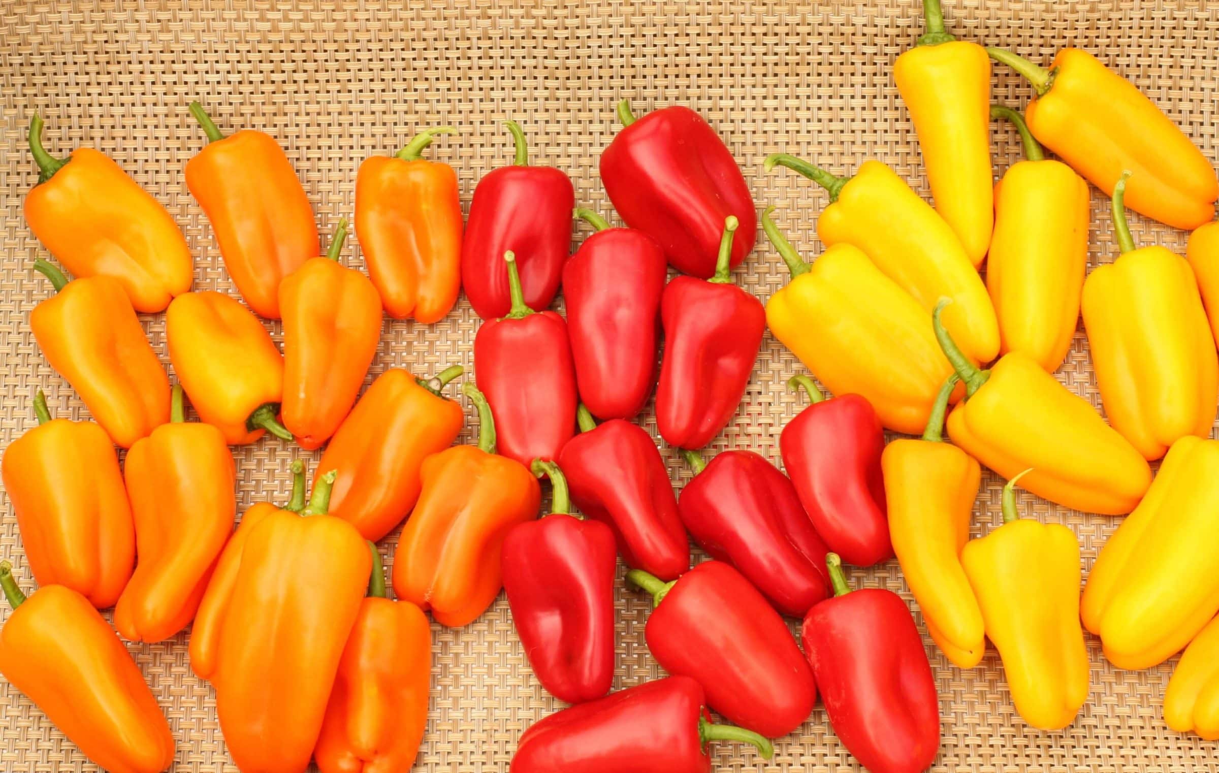 Sweetie TZ Sweet Pepper Mix (Treated Seed)