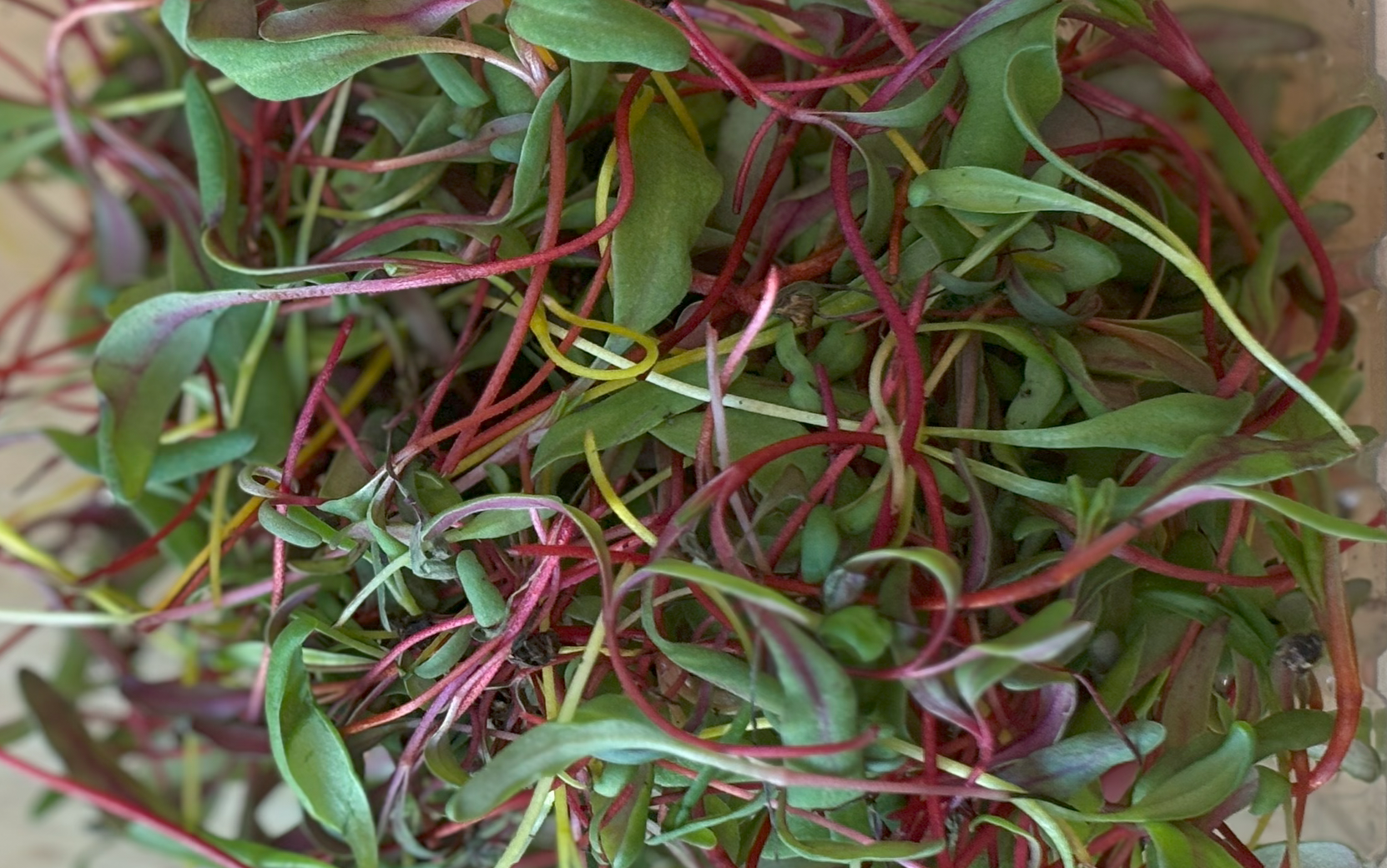 Celebration Swiss Chard (Not Treated) - Image 6