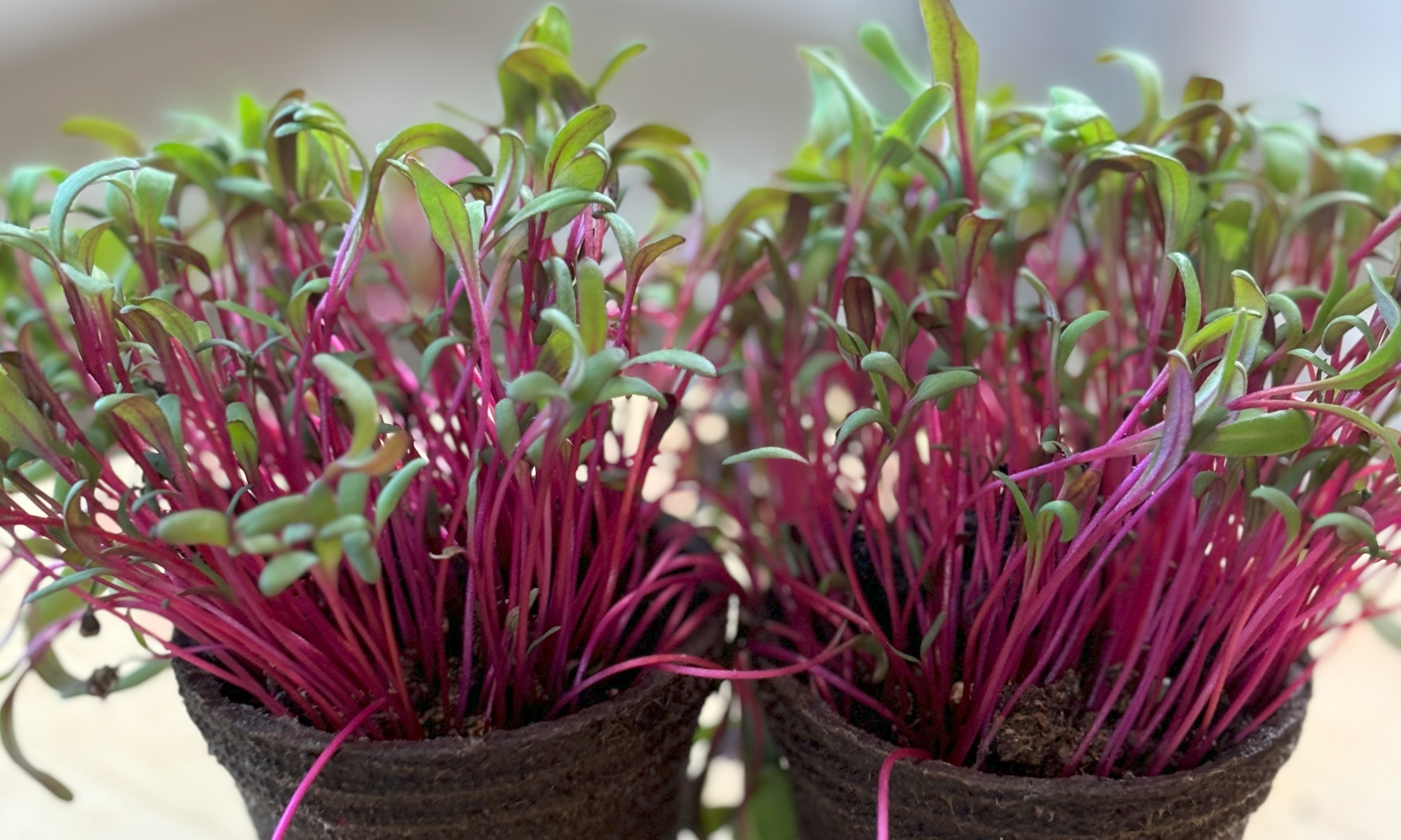 Fire Fresh Swiss Chard (Not Treated) - Image 3