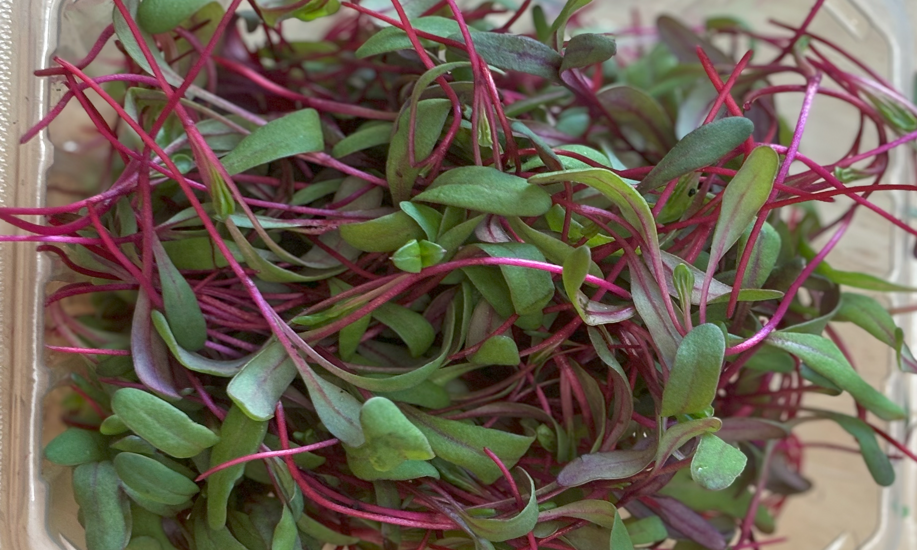 Fire Fresh Swiss Chard (Not Treated) - Image 4