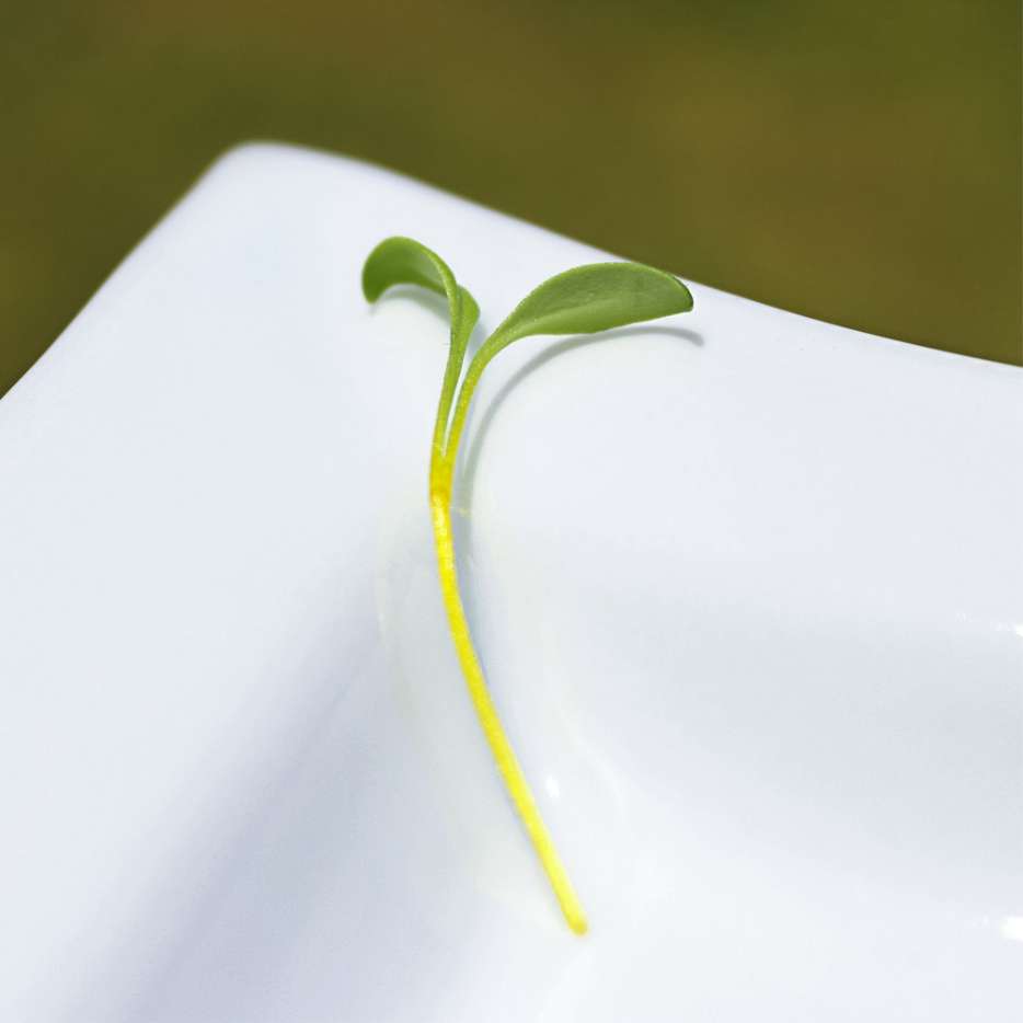 Celebration Swiss Chard (Not Treated) - Image 3