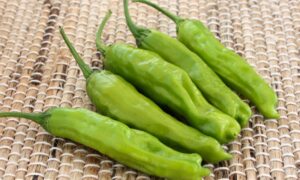 Takara Sweet Pepper (Not Treated)