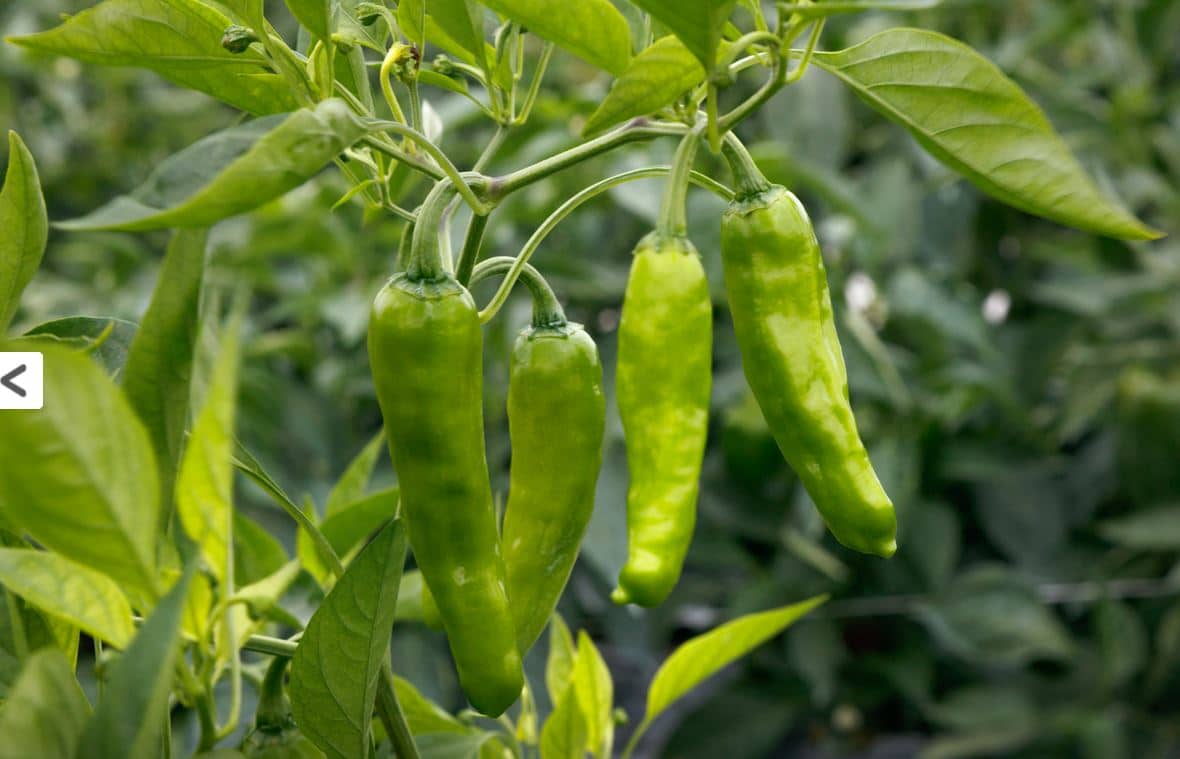 Takara Sweet Pepper (Not Treated) - Image 2