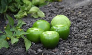 Tamayo Tomatillo (Not Treated)