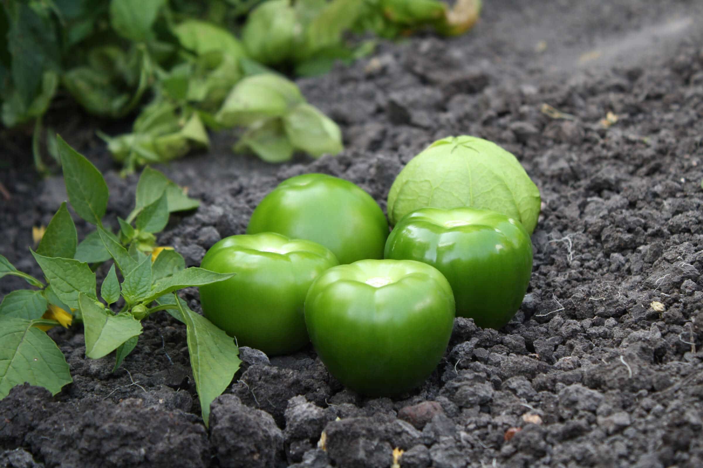 Tamayo Tomatillo (Not Treated)