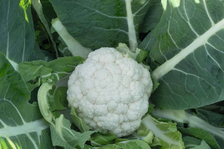 Toledo Cauliflower (Not Treated) - Image 2