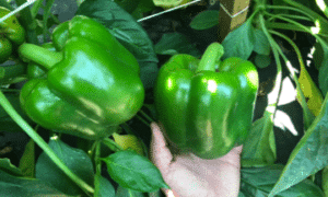 Triology Bell Pepper (Treated Seed)