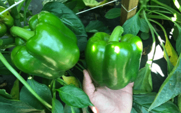 Triology Bell Pepper (Treated Seed)