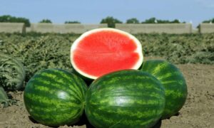 Troubadour Watermelon (Not Treated)