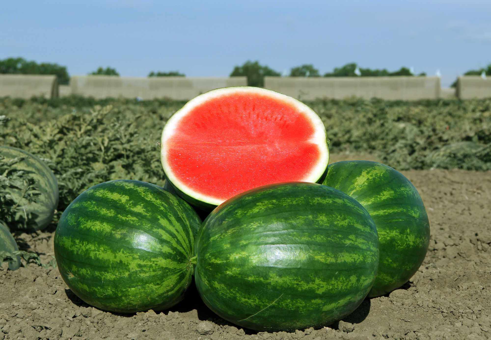 Troubadour Watermelon (Not Treated)