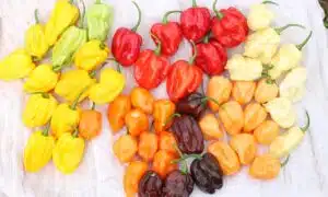 Flamethrower Mix Habanero Type Pepper (Treated Seed)