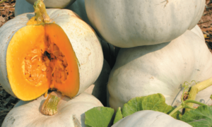 Grey Ghost Pumpkin (Farmore)