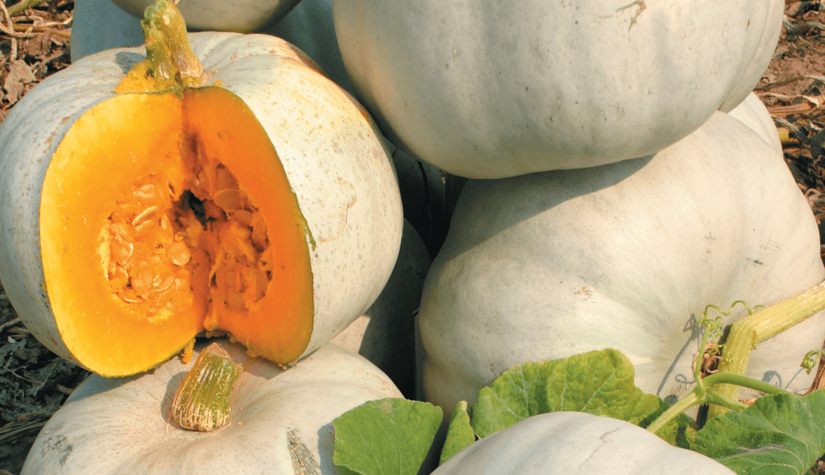 Grey Ghost Pumpkin (Farmore)