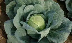 Nixon Cabbage (Not Treated)
