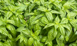 Basil PROSPERA CG1 (Organic)