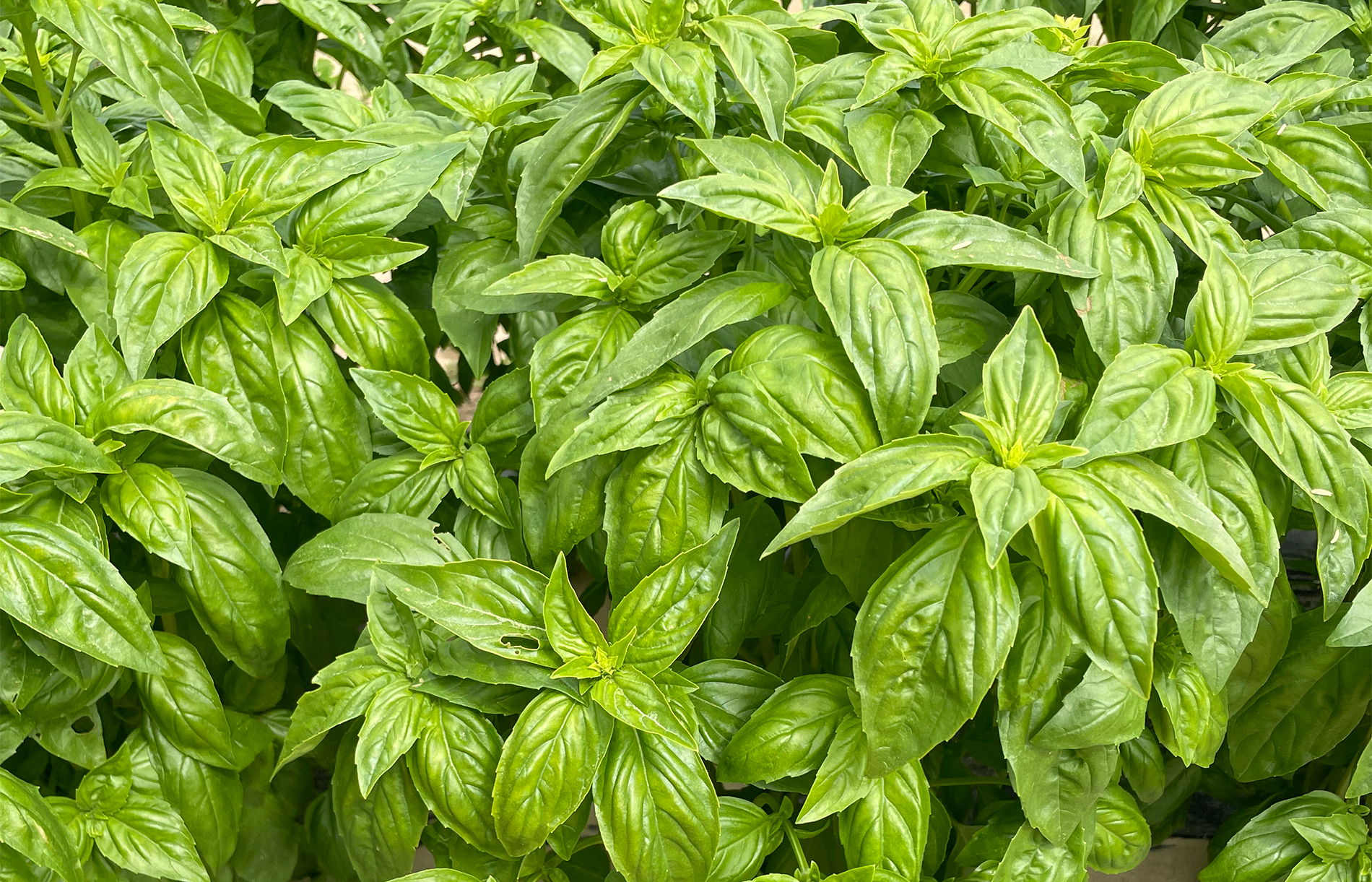 Basil PROSPERA CG1 (Organic)