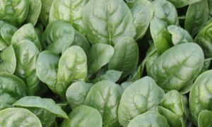 Sioux Spinach (Not Treated)