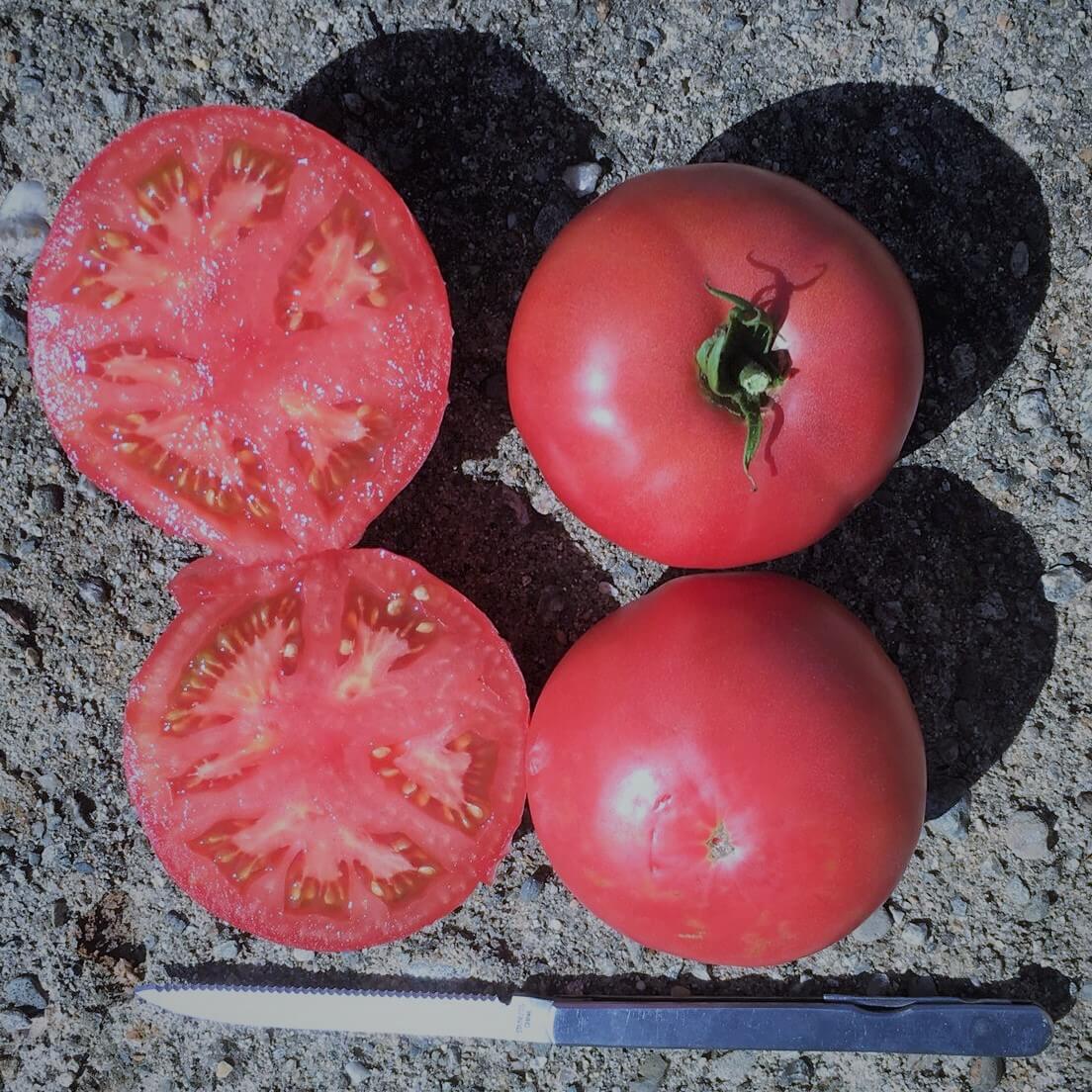 Damsel Tomato (Organic)