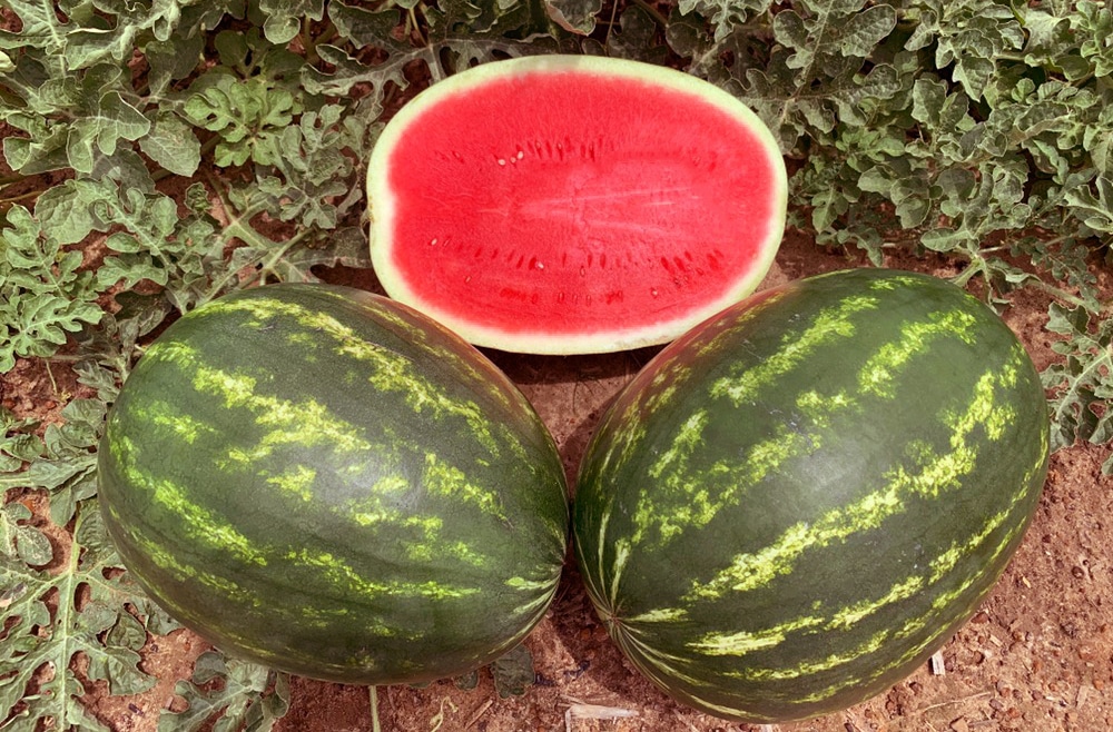 Guardsman Watermelon (Not Treated)
