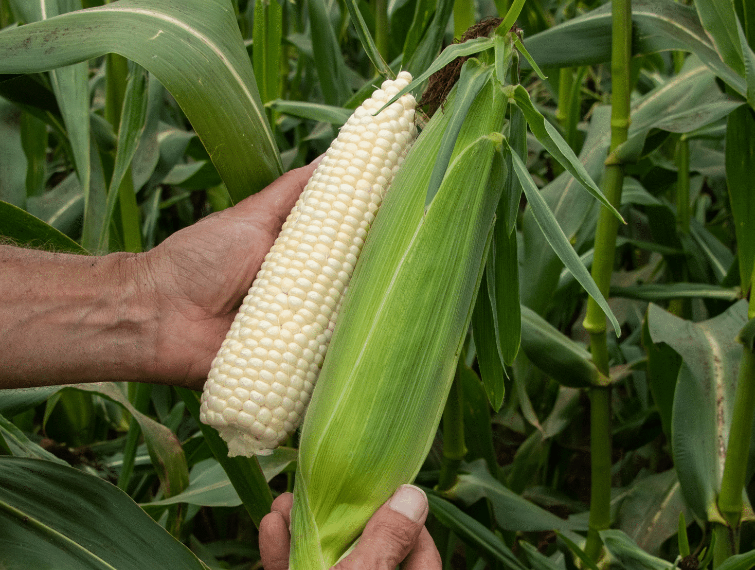 Coronado Sweet Corn (Cruiser Treated)