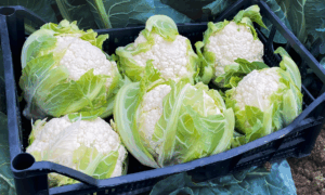 Alcala Cauliflower (Not Treated)