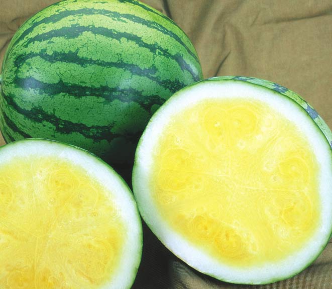Amarillo Watermelon (Primed)
