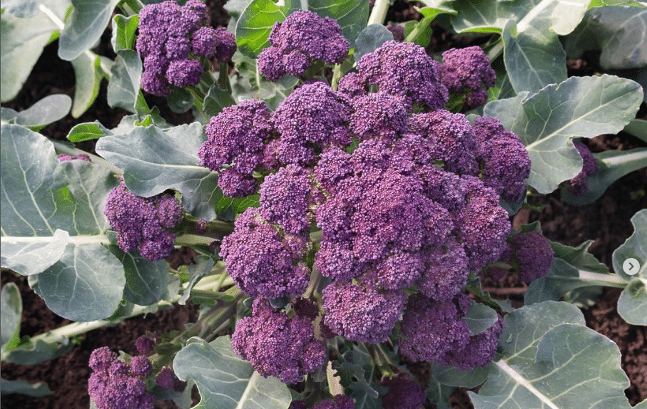 Burgundy Broccoli (Not Treated) - Image 2
