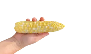 Big N Tender Sweet Corn (Cruiser Treated)