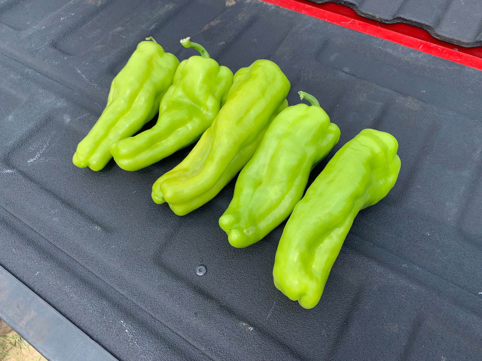 Bimini Sweet Pepper (Not Treated) - Image 3