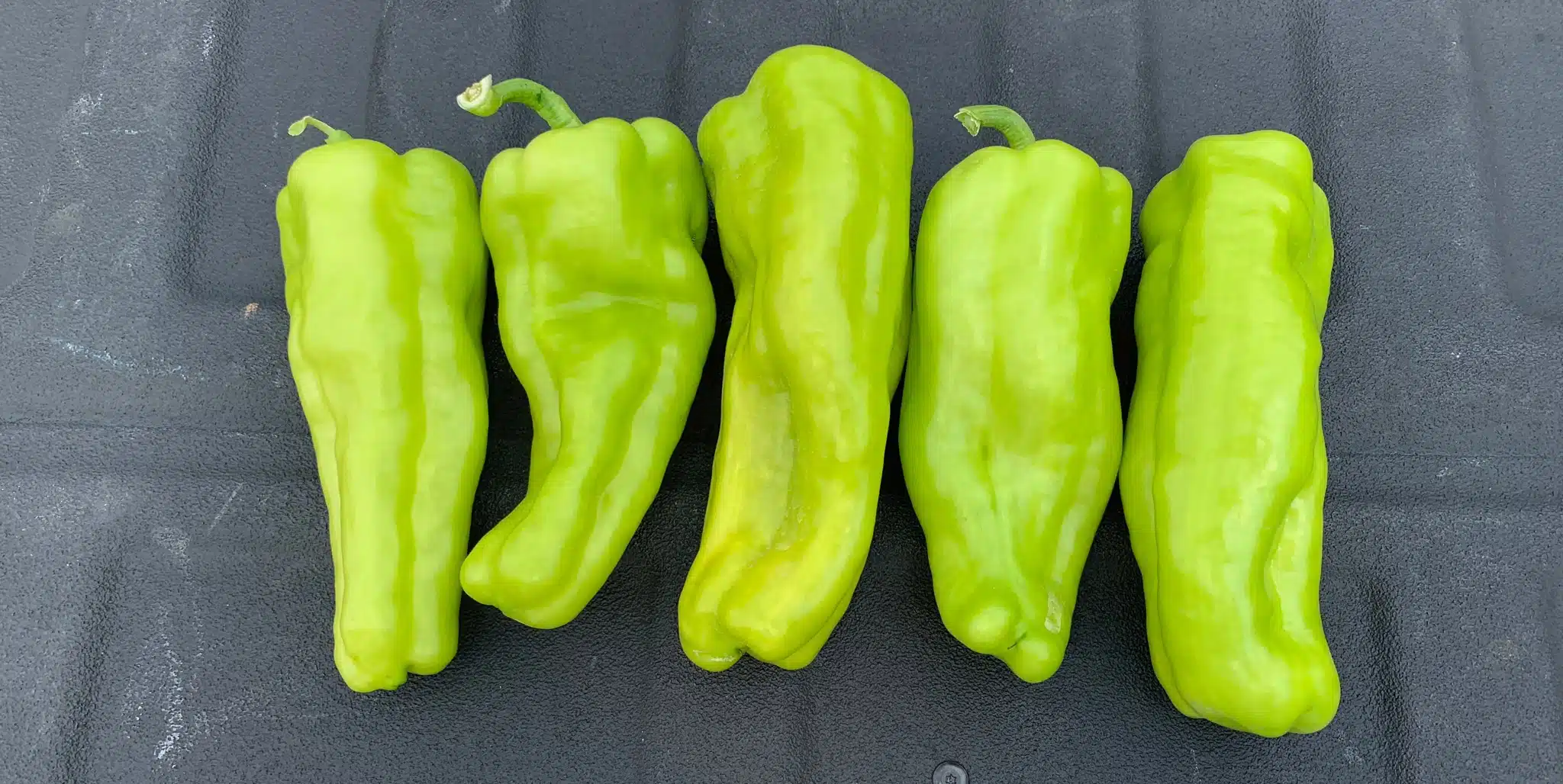 Bimini Sweet Pepper (Not Treated)