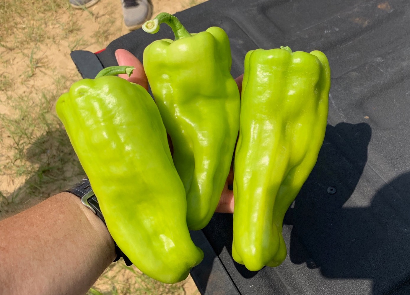 Bimini Sweet Pepper (Not Treated) - Image 4