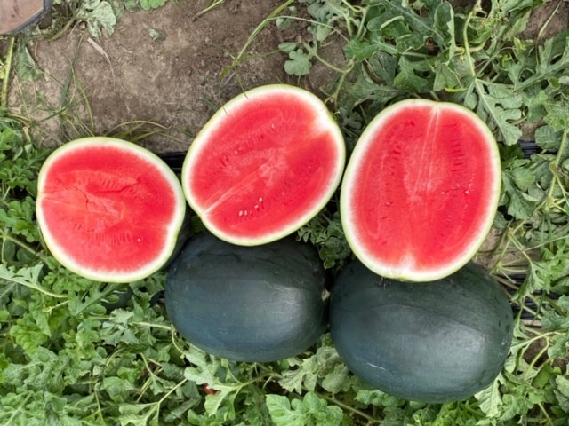 Blackjack Watermelon (Not Treated) - Image 3