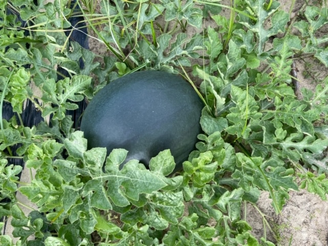 Blackjack Watermelon (Not Treated) - Image 4